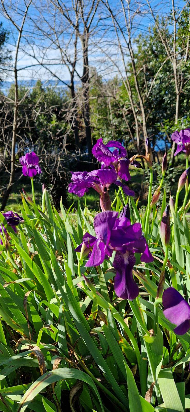 Native Flora